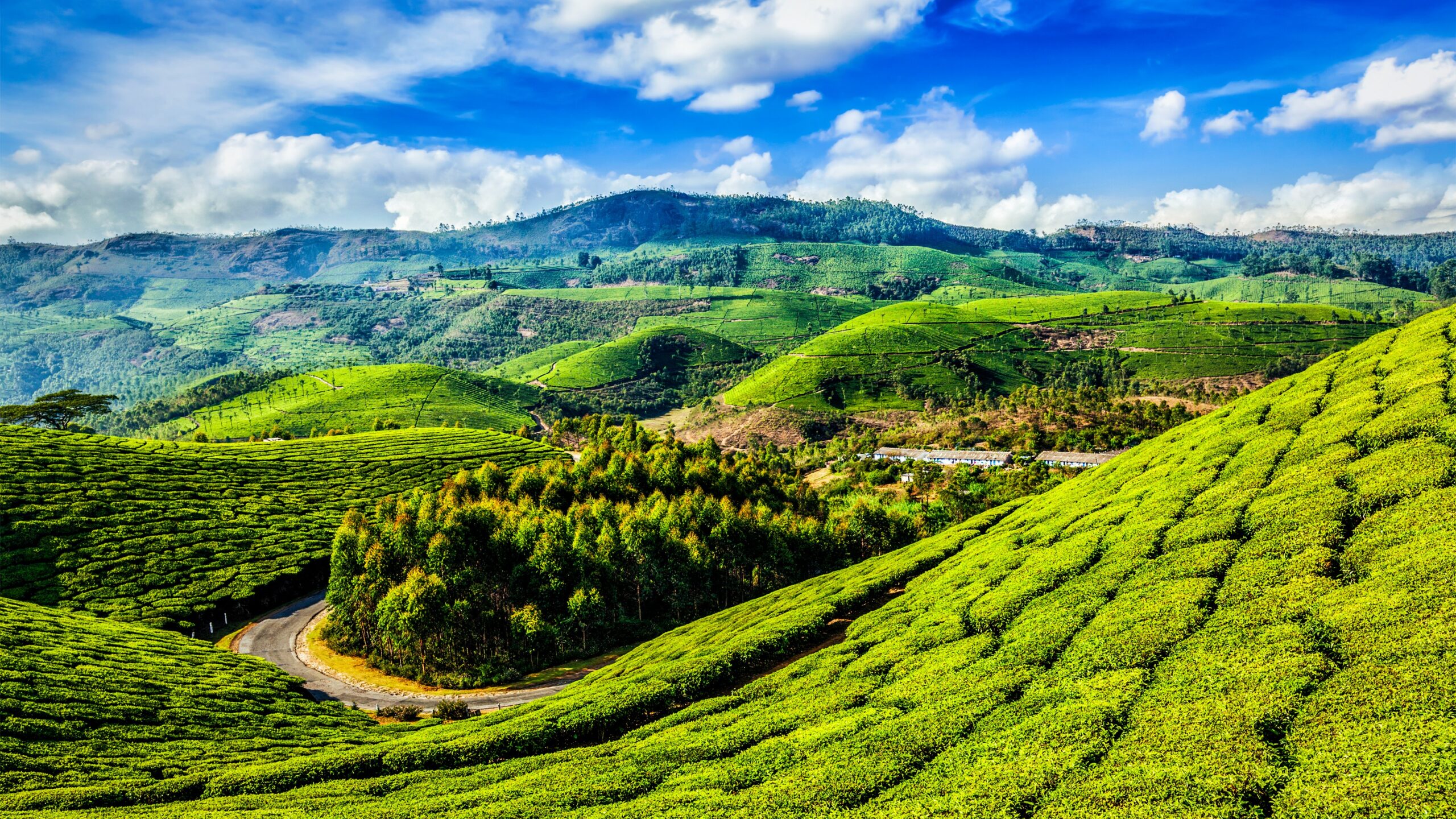 Green tea plantations in Munnar, Kerala, India