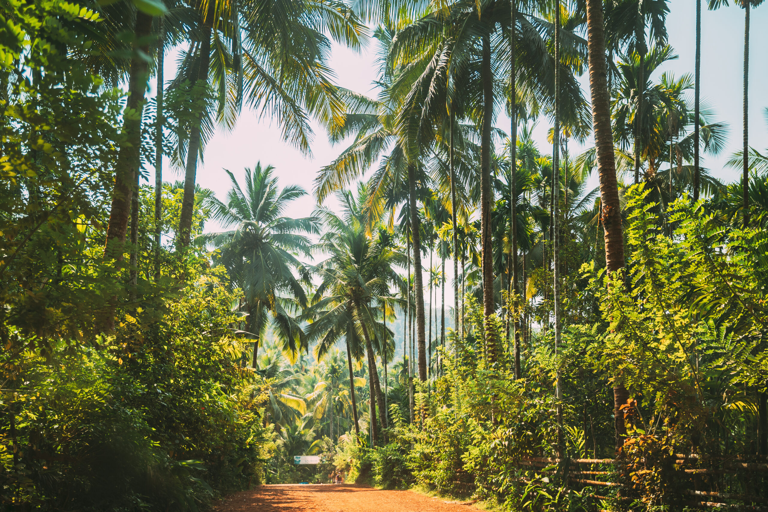 Goa, India. View Of Road Surrounded By Palm Trees In Sunny Day