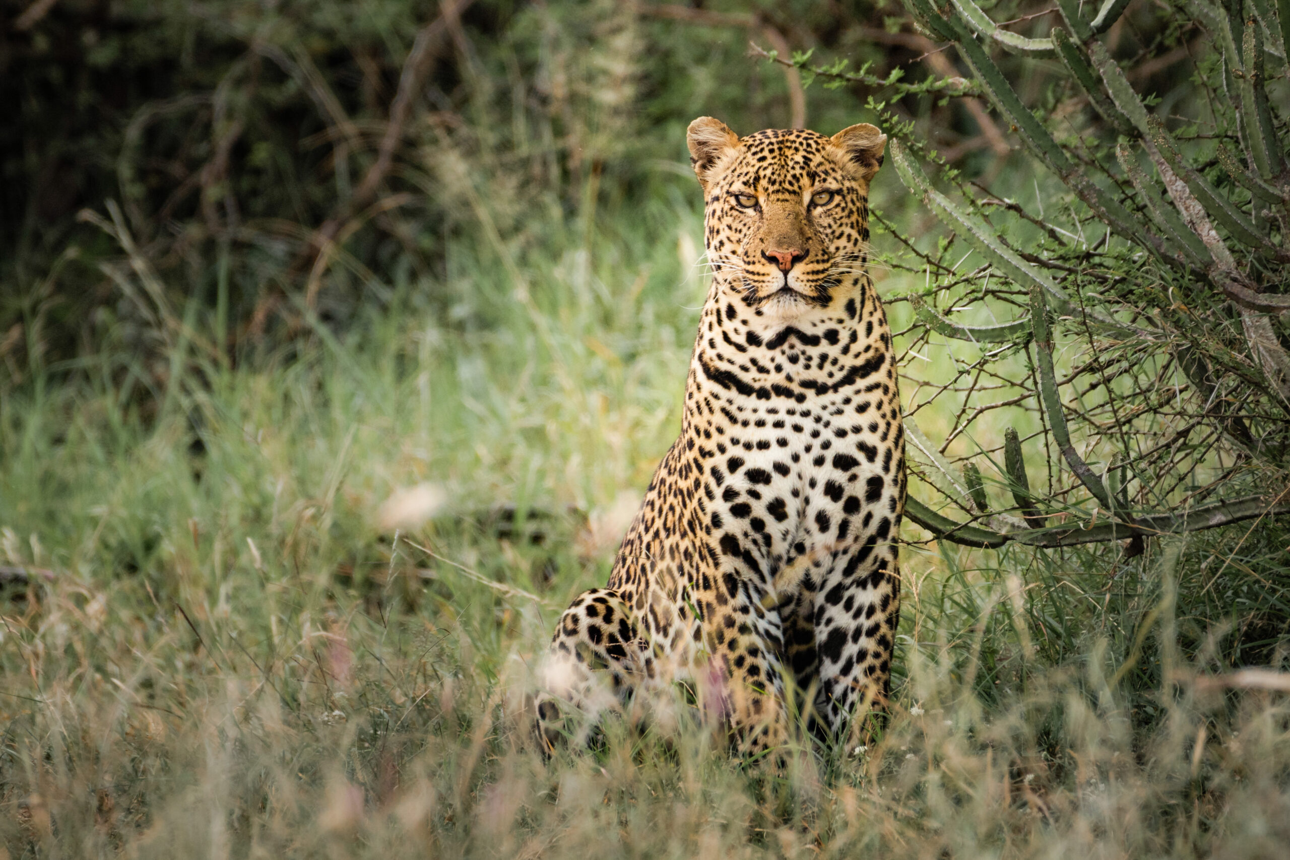 Leopard_On_African_Wildlife_Safari_original_1670317_MA