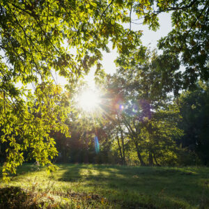 Morning_Light_On_Field_original_618334_MA_WEB