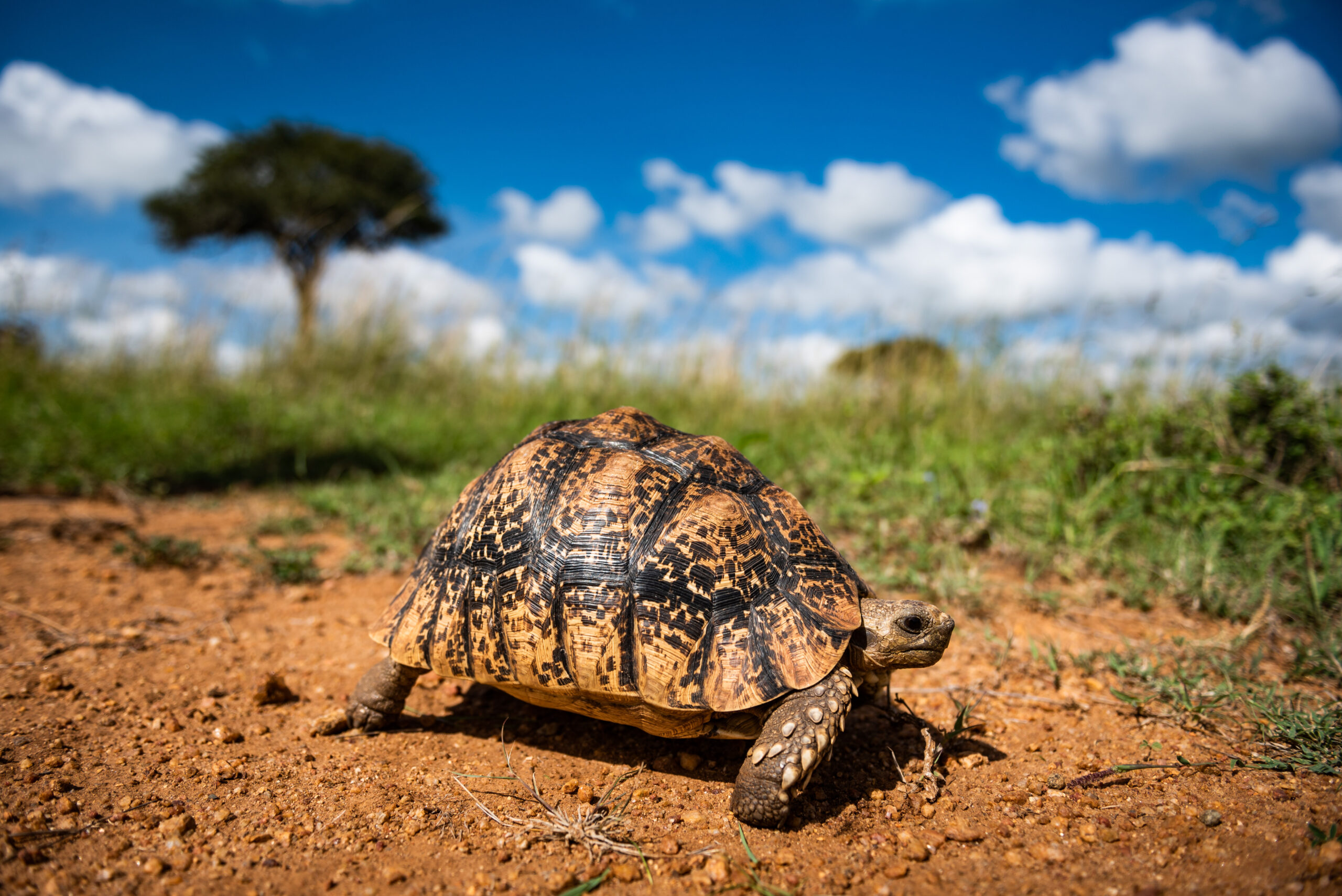 Tortoise_On_African_Wildlife_Safari_original_1670313_MA