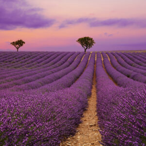Purple lavender field of Provence at sunset