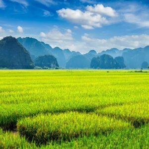 Rice field. Mui Ne