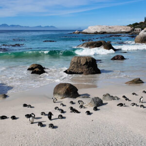 Stunning_Boulders_Beach_At_Simons_Town_In_South_Africa._original_3033477_MA