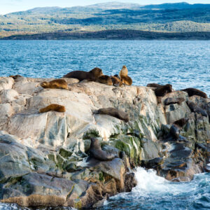 Colony_Of_Sea_Lions_Resting_MA_web