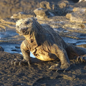 iguana_galapagos_PB